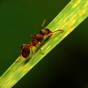 ant